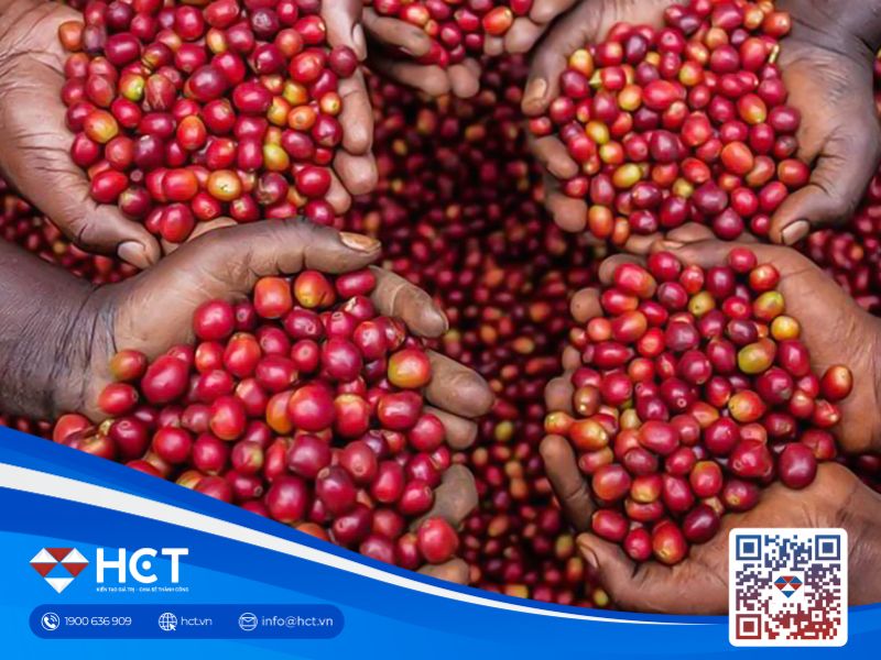 Cà phê Robusta tiếp tục tăng giá do thắt chặt nguồn cung ở Việt Nam