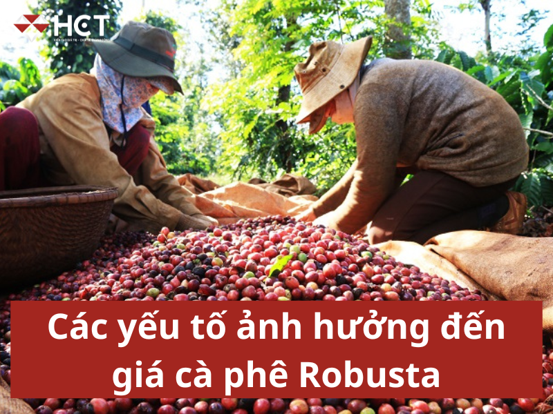 Các yếu tố ảnh hưởng đến giá cà phê Robusta