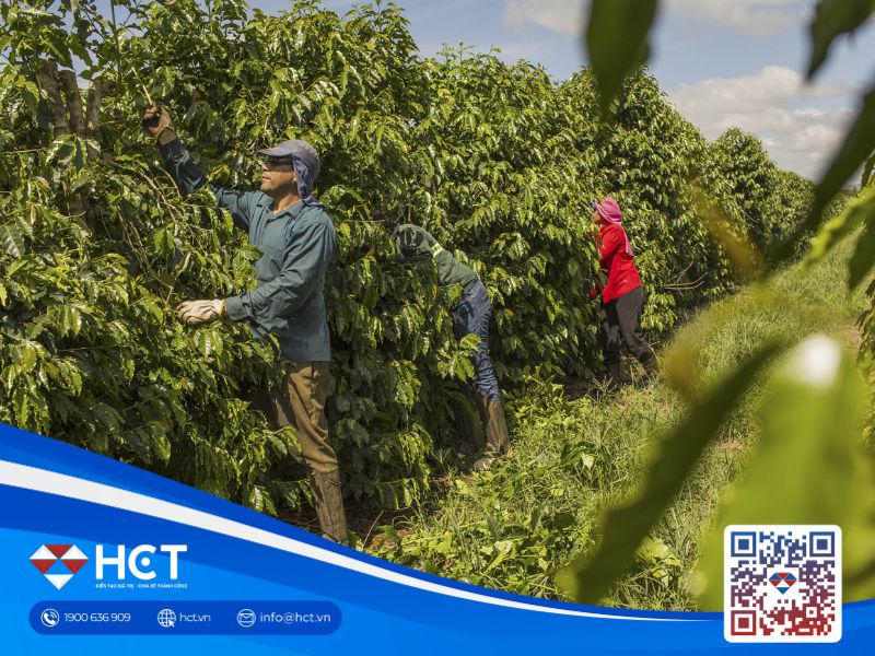 Đà tăng của cà phê Arabica bị chặn lại khi Brazil ghi nhận lượng mưa cao