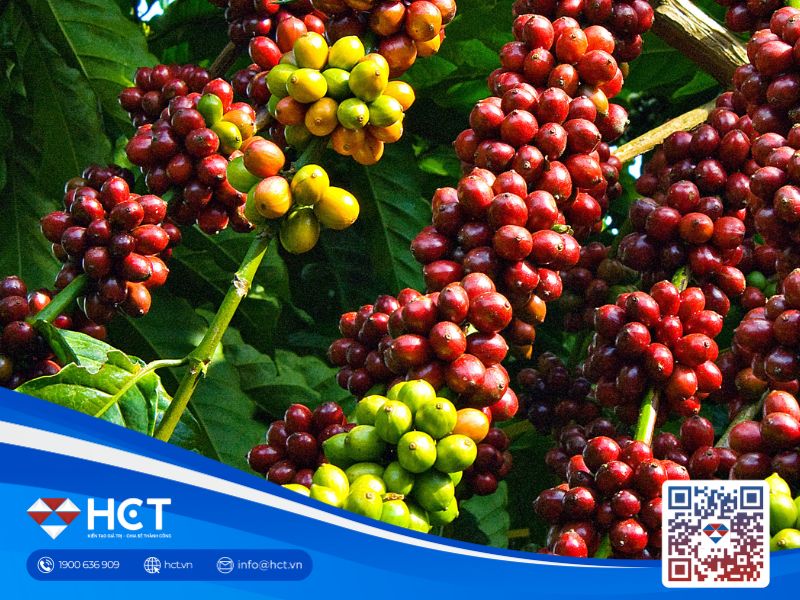 Thời tiết khô hạn khiến cà phê Robusta và ca cao đều trong tình trạng thâm hụt nguồn cung