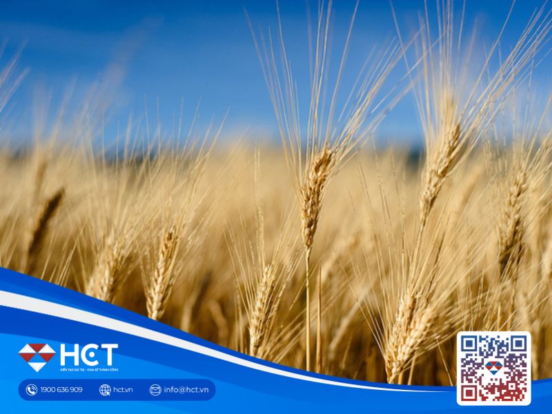 Tổng hợp tin tức nông sản ngày 5/7: lúa mì và ngô giảm, đậu tương tăng trước thềm thị trường mở cửa trở lại sau Quốc Khánh Mỹ