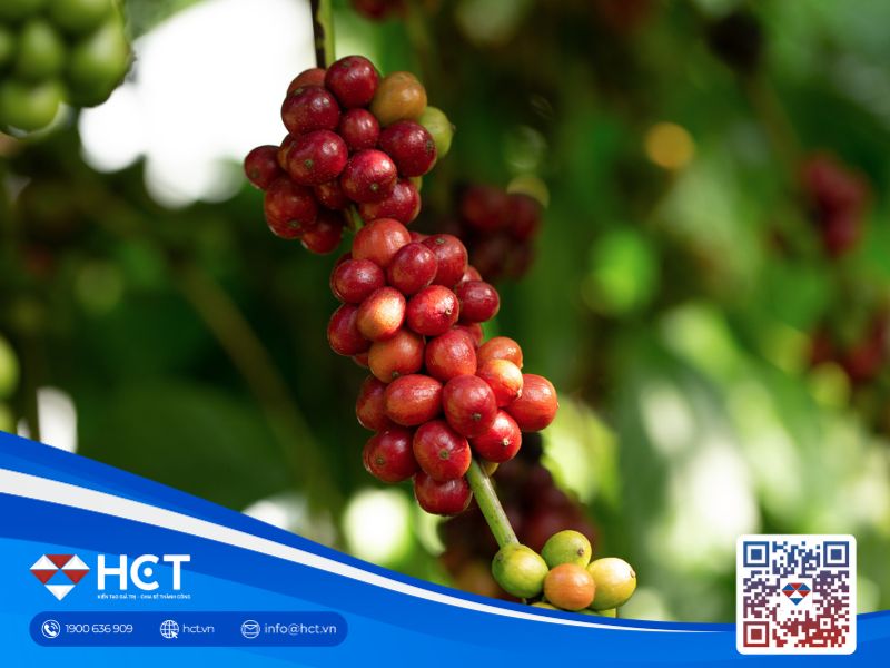 Giá cà phê Robusta giảm mạnh từ mức cao kỷ lục vào thứ Sáu