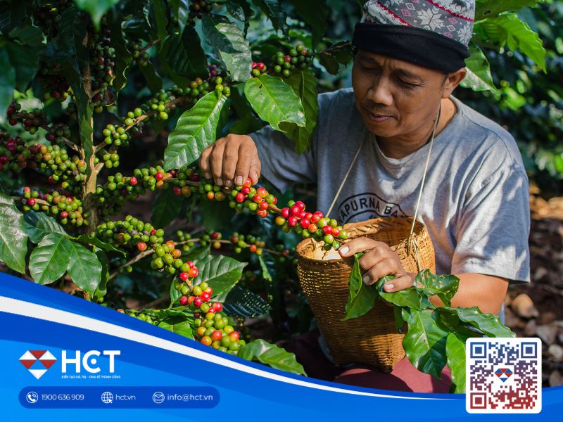 Cà phê Arabica giảm nhẹ do mưa ở Brazil vào tuần trước đã làm dịu những lo ngại về nguồn cung