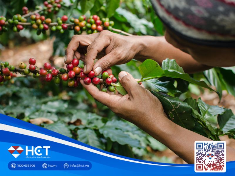 Cà phê Robusta tăng giá phiên thứ tư liên tiếp