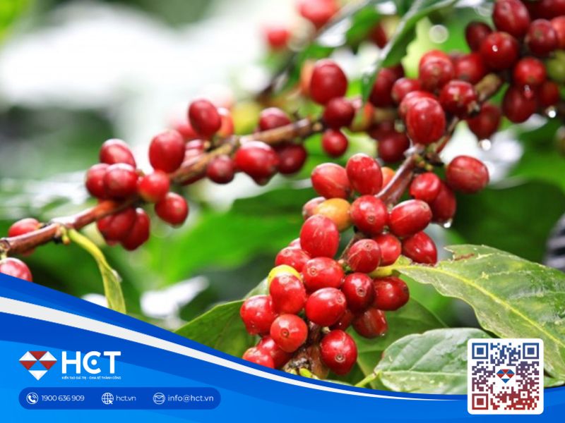 Robusta tiếp tục tăng băng, Arabica bị giữ chân dù thời tiết vẫn khô nóng?