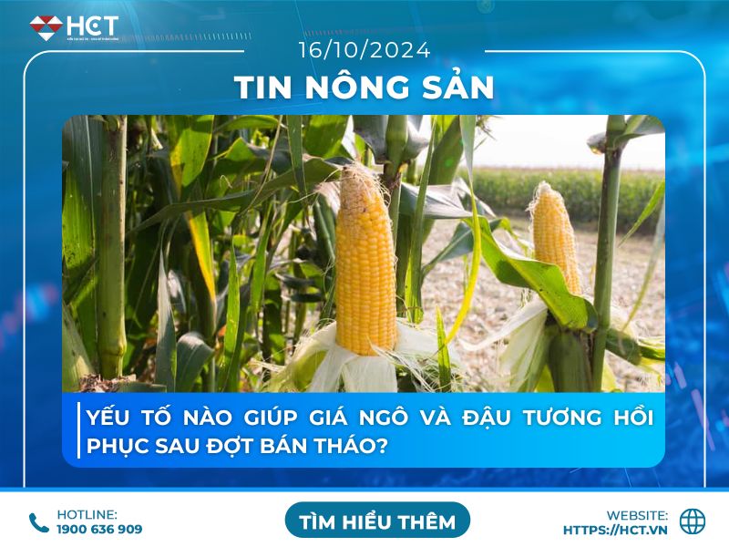 Yếu tố nào giúp giá ngô và đậu tương hồi phục sau đợt bán tháo?