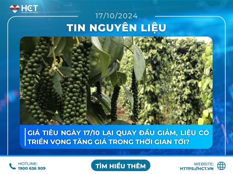 Giá tiêu ngày 17/10 lại quay đầu giảm, liệu có triển vọng tăng giá trong thời gian tới?