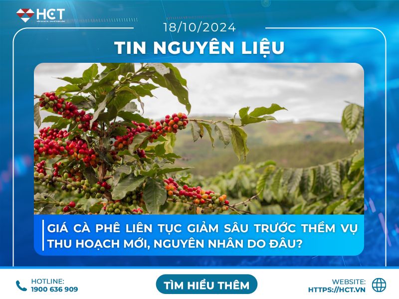 Giá cà phê liên tục giảm sâu trước thềm vụ thu hoạch mới, nguyên nhân do đâu?