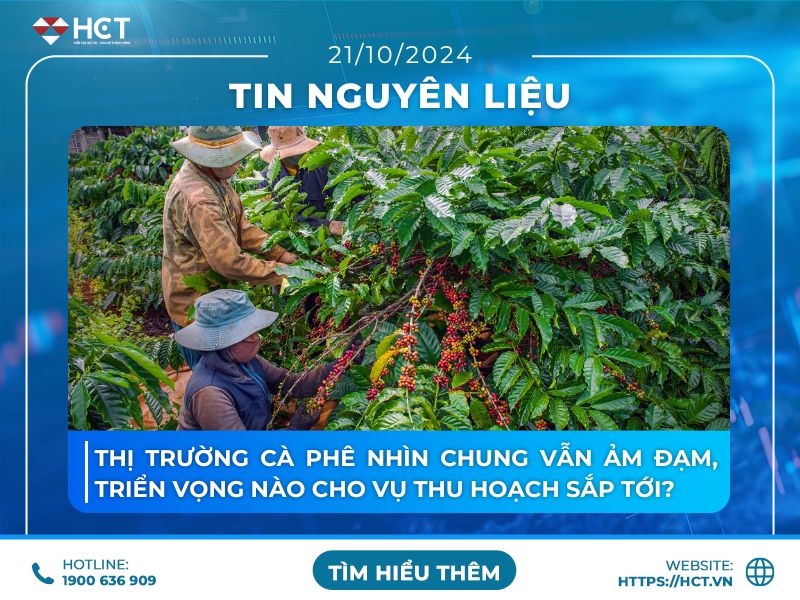 Triển vọng thị trường cà phê trong vụ thu hoạch tới