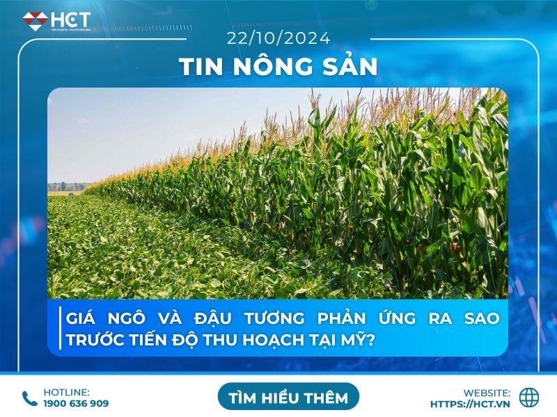 Giá ngô và đậu tương phản ứng ra sao trước tiến độ thu hoạch tại Mỹ?