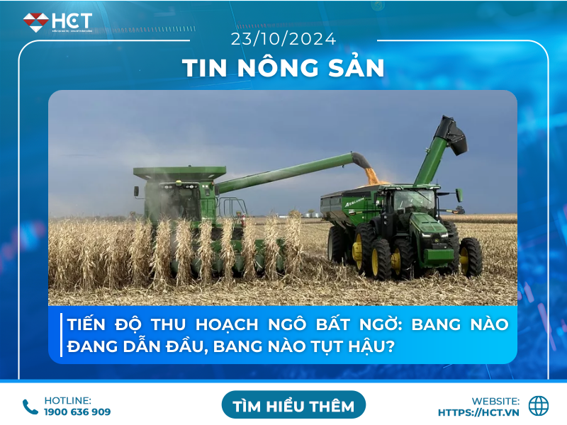 tiến độ thu hoạch ngô