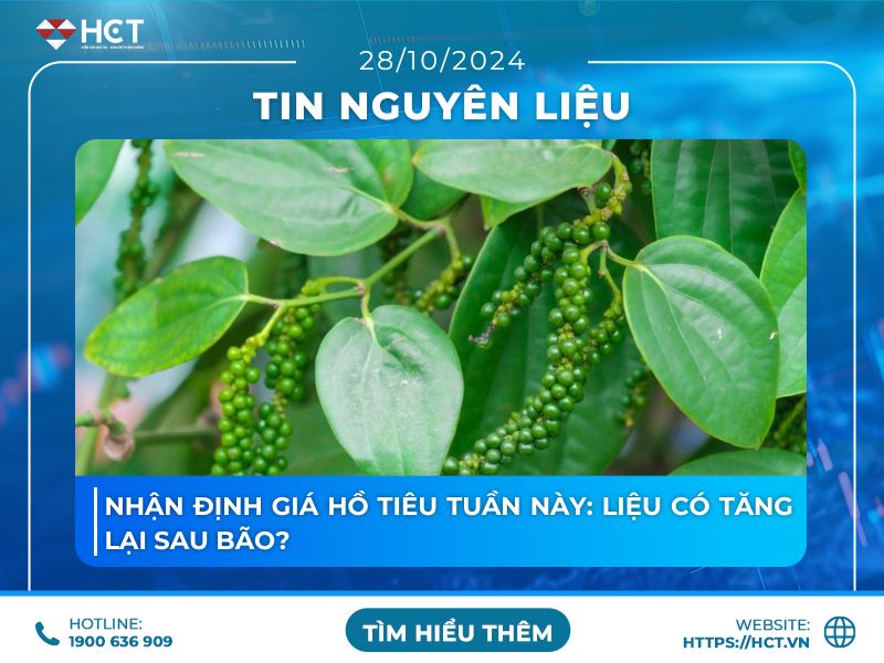 Nhận định giá hồ tiêu tuần này: Liệu có tăng lại sau bão?