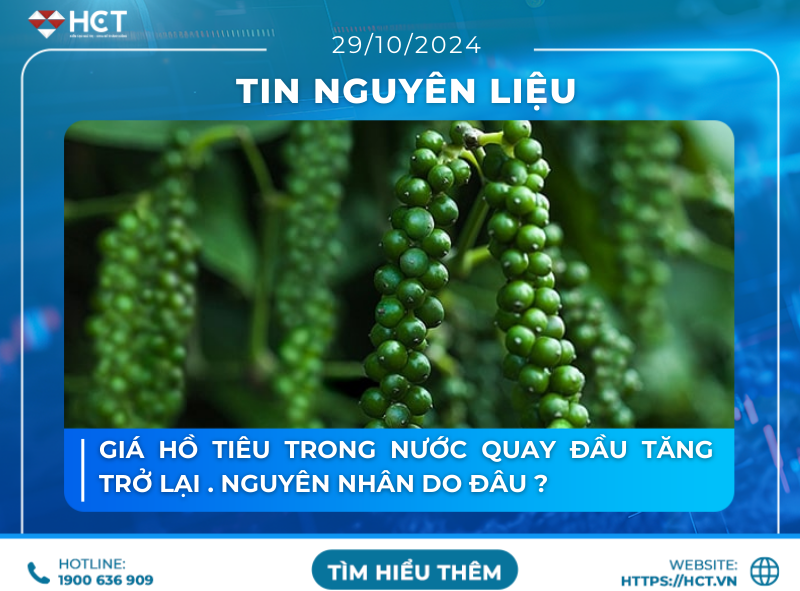 hồ tiêu 29/10