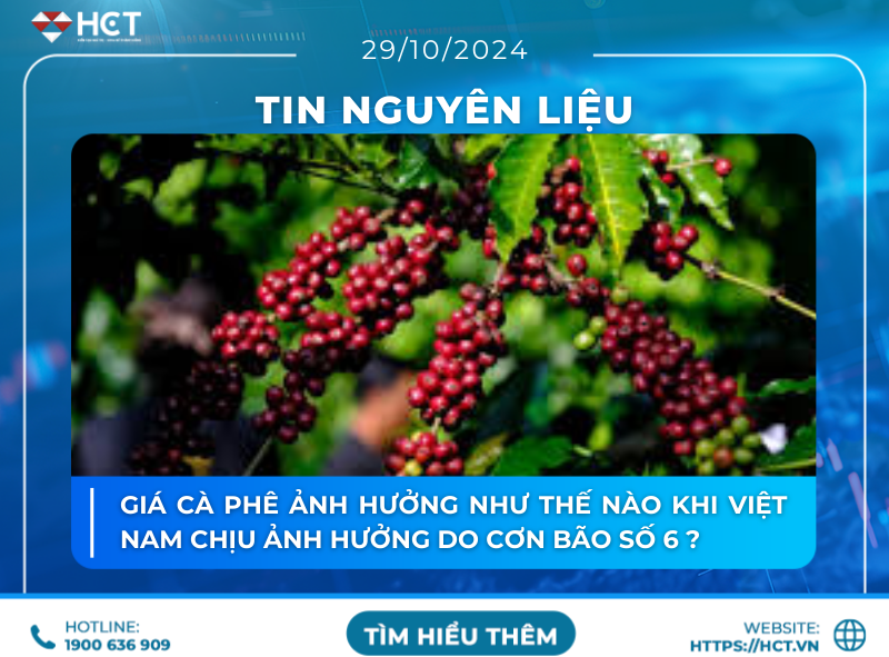 Giá cà phê ảnh hưởng như thế nào khi Việt nam chịu ảnh hưởng do cơn bão số 6 ?