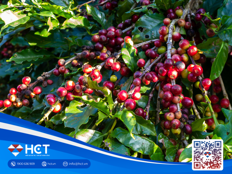 Giá cà phê Robusta lên cao, tình hình thời tiết tại Brazil và Việt Nam vẫn khiến người trồng lo lắng