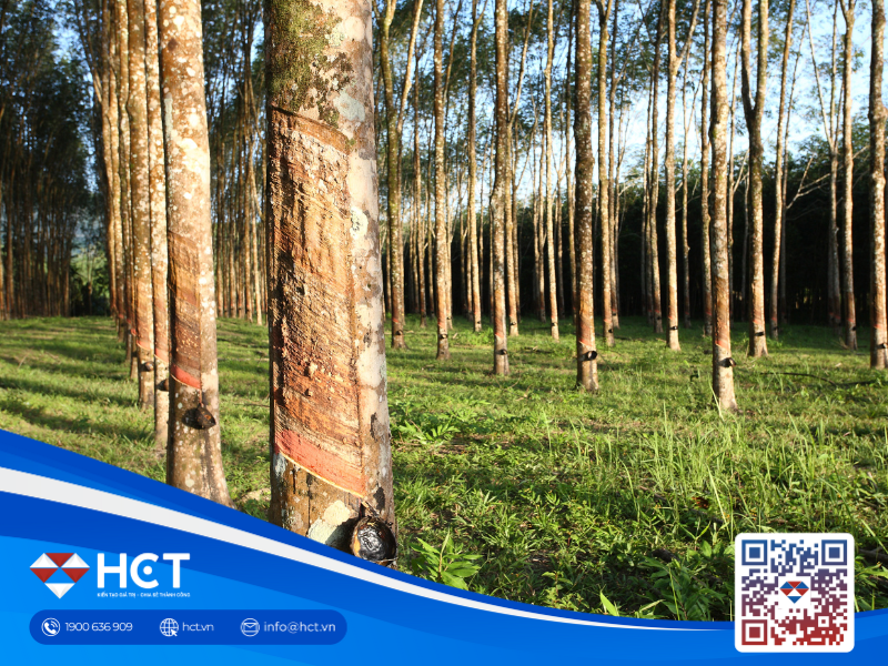 Giá cao su hôm nay 8/11: Thị trường thế giới khởi sắc, trong nước lại sụt giảm