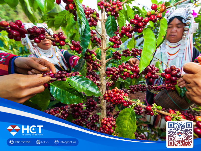 Giá cà phê hôm nay tăng mạnh, đạt mức cao nhất trong tuần