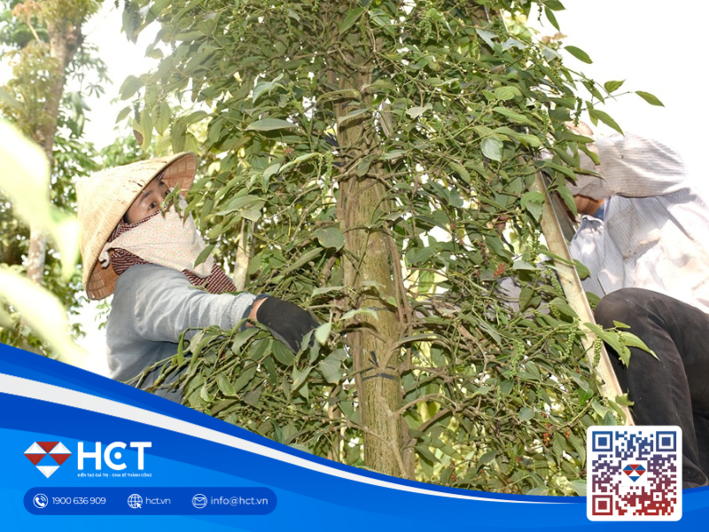 Giá tiêu "bứt phá'' nhẹ: Cộng đồng Hồ tiêu Quốc tế điều chỉnh tăng, Việt Nam cũng theo chân