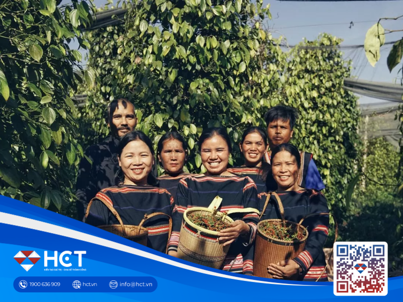 Giá tiêu hôm nay “lao đao” vì sức ép từ thị trường thế giới, bốc hơi hàng nghìn đồng/kg