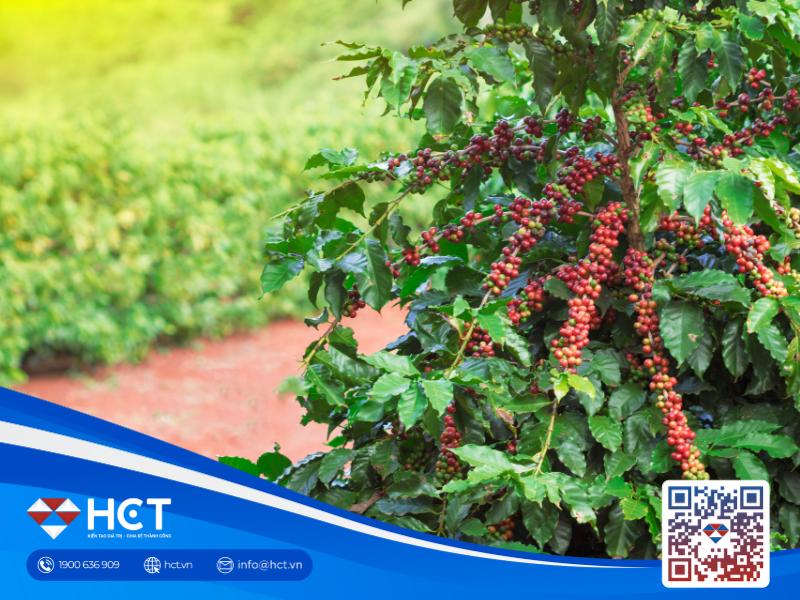 Giá cà phê trong nước và quốc tế đồng loạt tăng mạnh: Yếu tố nào đang “đốt nóng” thị trường?