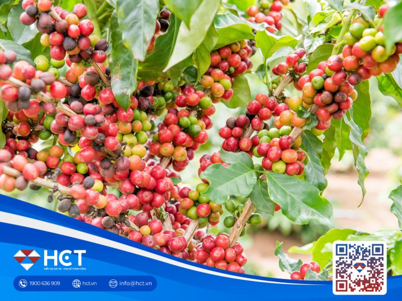 Giá cà phê toàn cầu tiếp tục leo thang ngày thứ 2 liên tiếp