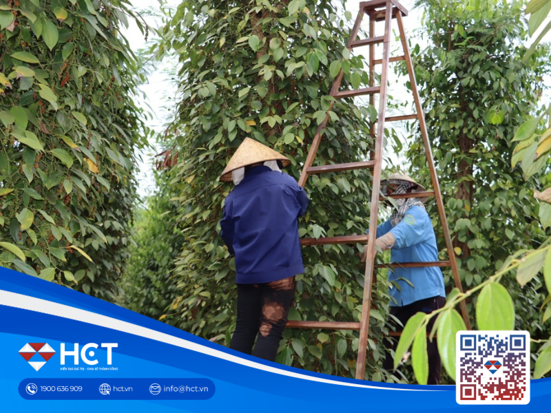 Giá tiêu hôm nay ổn định ở mức thấp, ngoại trừ Gia Lai tăng nhẹ