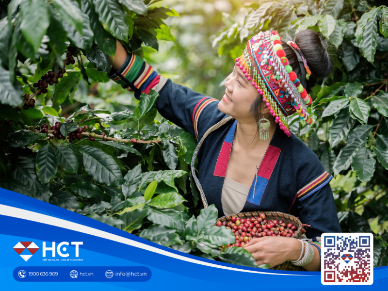 Giá cà phê trong nước tiếp tục tăng, arabica lập kỷ lục mới trên thị trường thế giới