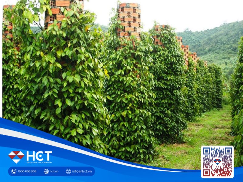 Giá tiêu đang tăng mạnh, nông dân tận dụng cơ hội đầu tư mới