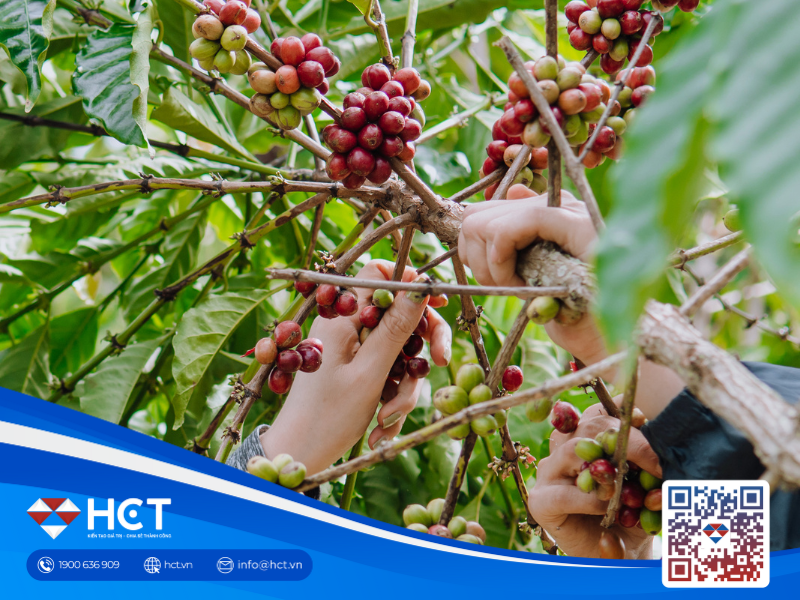 Giá cà phê trong nước và quốc tế tăng vọt, ghi nhận mốc cao kỷ lục