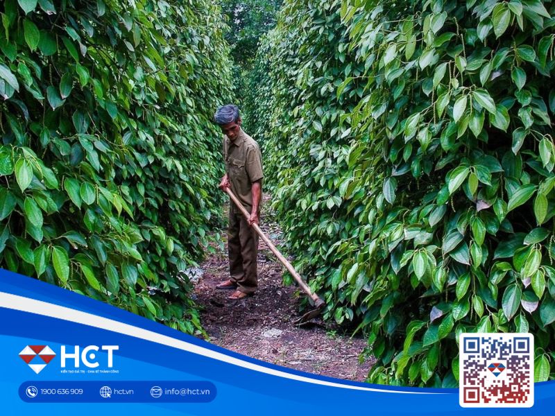 Giá tiêu tiếp tục tăng mạnh, nông dân “mỉm cười”?