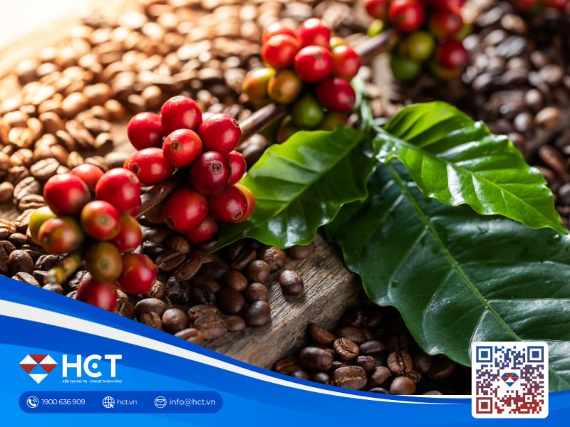 Giá cà phê đột ngột giảm sau chuỗi ngày tăng nóng, nguyên nhân từ đâu?