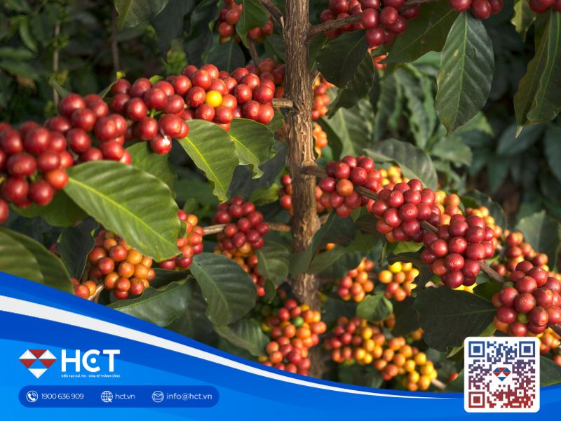 Giá cà phê hạ nhiệt nhẹ, nhưng vẫn ở mức cao kỷ lục