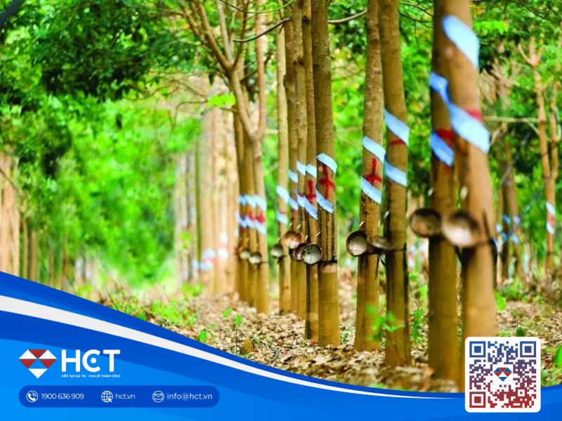 Việt Nam nhập khẩu cao su đạt kỷ lục 2,2 tỷ USD trong 10 tháng đầu năm