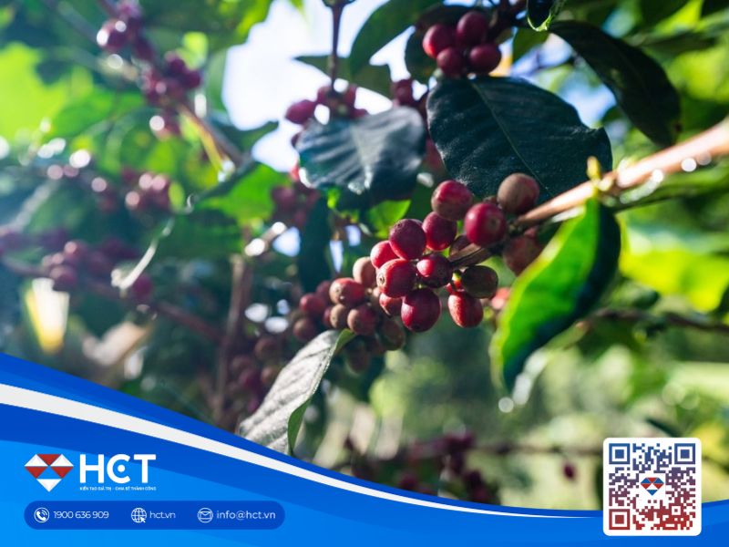 Giá cà phê vọt tăng sau cú lao dốc, niềm vui trở lại với người nông dân