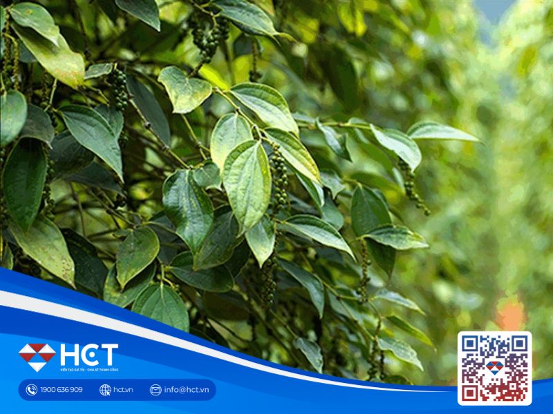 Giá tiêu tăng mạnh, mở ra triển vọng tươi sáng cho nông dân