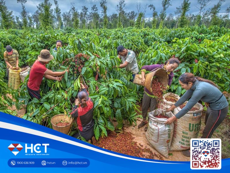 Giá cà phê liên tiếp tăng mạnh, nông dân phấn khởi