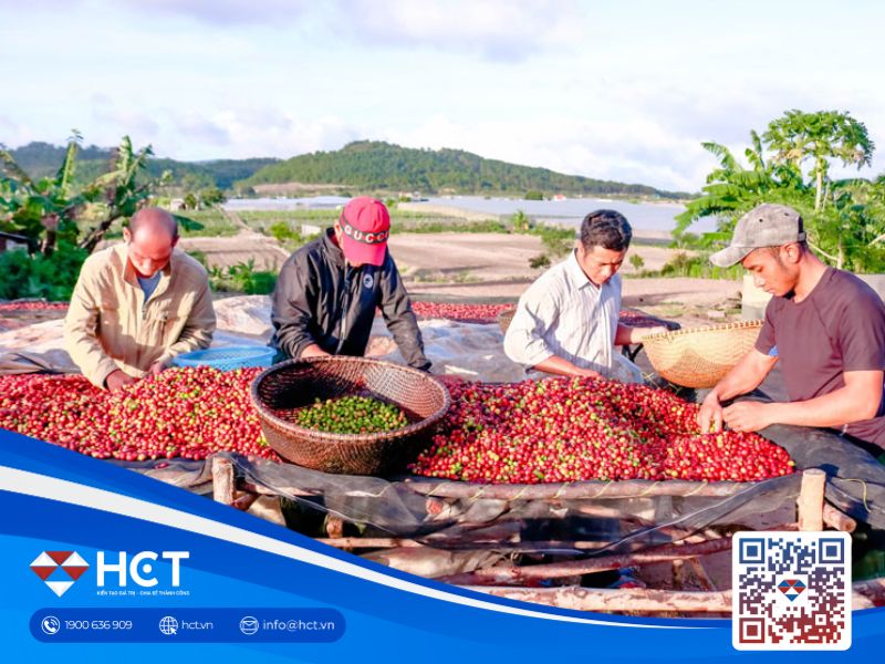 Làm thế nào để cà phê Robusta Việt Nam vươn lên tầm cao mới ?