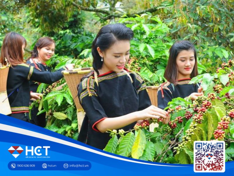 Giá cà phê tụt giảm nhẹ nhưng thị trường vẫn hấp dẫn nhờ đâu ?