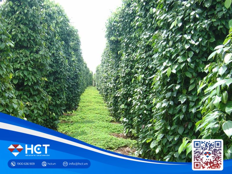 Giá tiêu giảm nhẹ, dự báo bất ngờ về thị trường trong thời gian tới