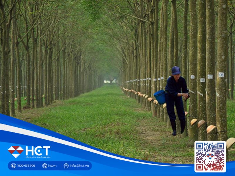 Giá cao su trong nước duy trì đà tăng, thế giới chịu áp lực chốt lời giảm nhẹ