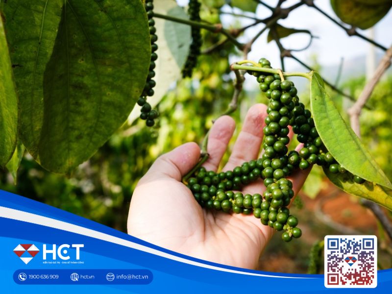 Giá tiêu giảm nhẹ tại Gia Lai, các tỉnh khác vẫn ổn định ở mức cao