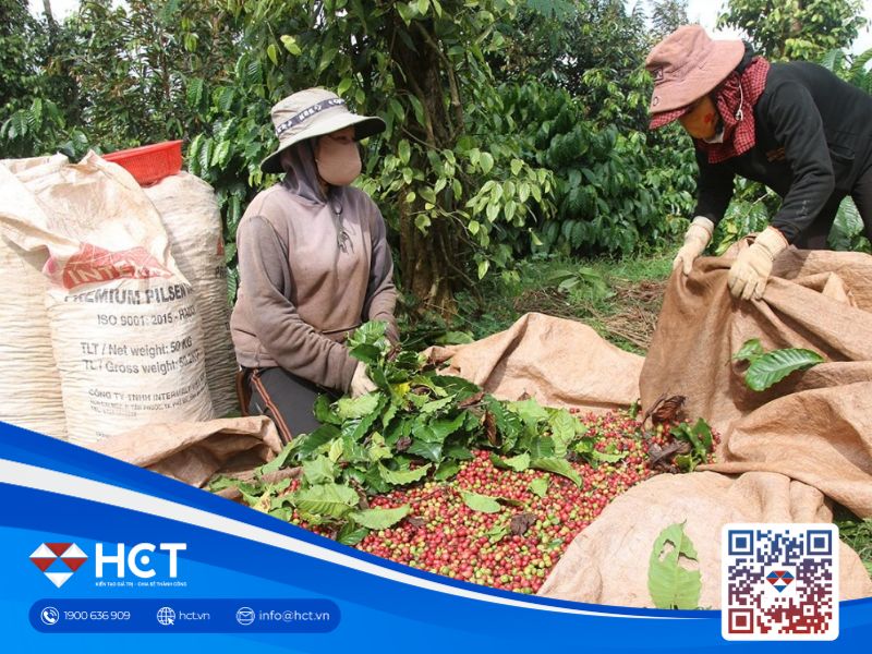 Giá cà phê Việt Nam xuất khẩu cao kỷ lục, doanh nghiệp hưởng lợi lớn