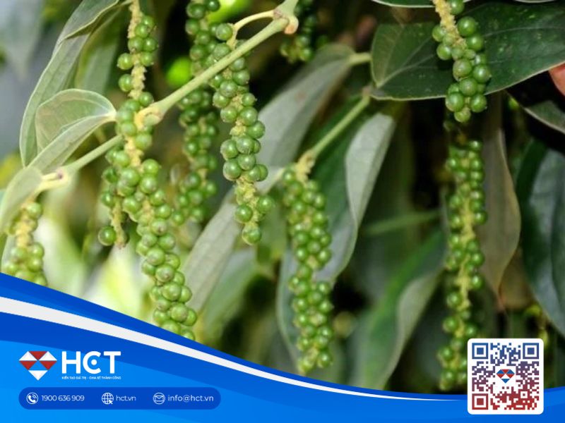 Giá tiêu thế giới tăng trưởng, Việt Nam lên mức cao mới trong xuất khẩu