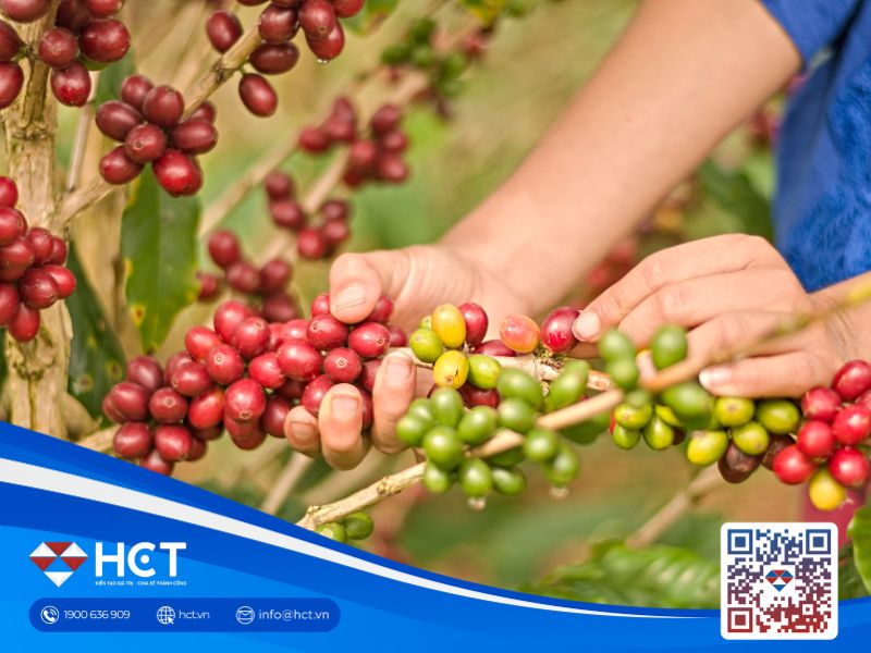 Giá cà phê tiếp tục tăng nóng, thị trường lo ngại về mùa vụ tại Brazil