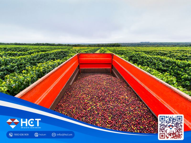 Giá cà phê đạt đỉnh 47 năm do nguy cơ thiếu hụt nguồn cung toàn cầu