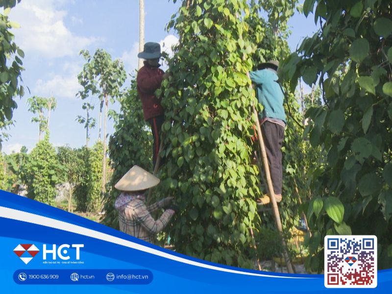 Giá tiêu trong nước tăng nhẹ, thị trường quốc tế phản ứng trái chiều
