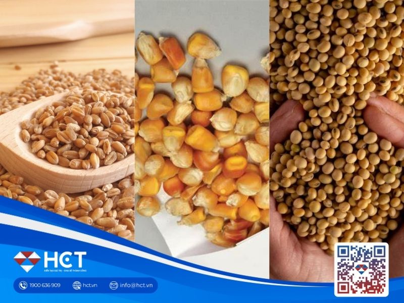 Nhu cầu xuất khẩu không chắc chắn tạo áp lực lên các mặt hàng ngũ cốc trên sàn CBOT
