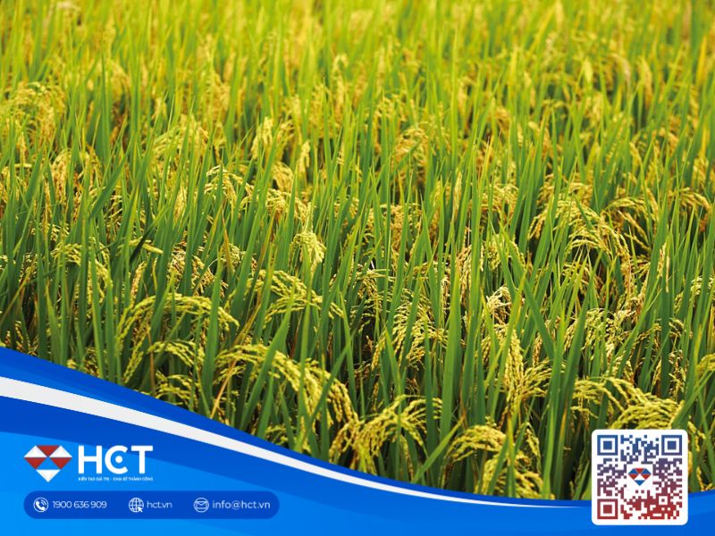 Thị trường lúa gạo ngày 14/12: Giá gạo tiếp tục giảm!