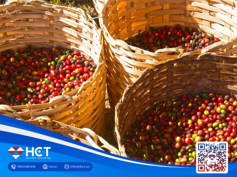 Nguồn cung khó khôi phục, liệu giá cà phê có tăng lên mức kỷ lục mới?
