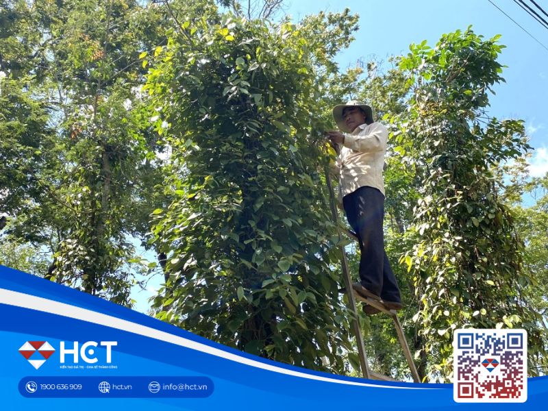 Giá tiêu khởi sắc, nông dân cải thiện thu nhập đáng kể